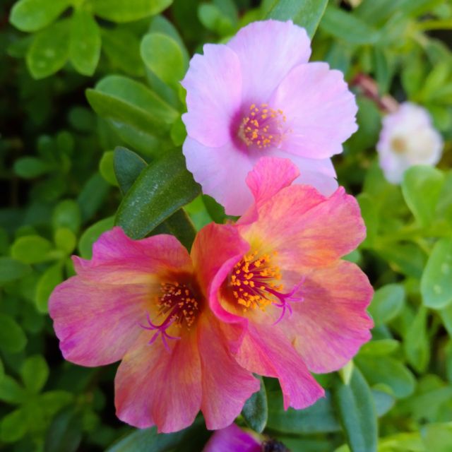 Gemini_93Flower
