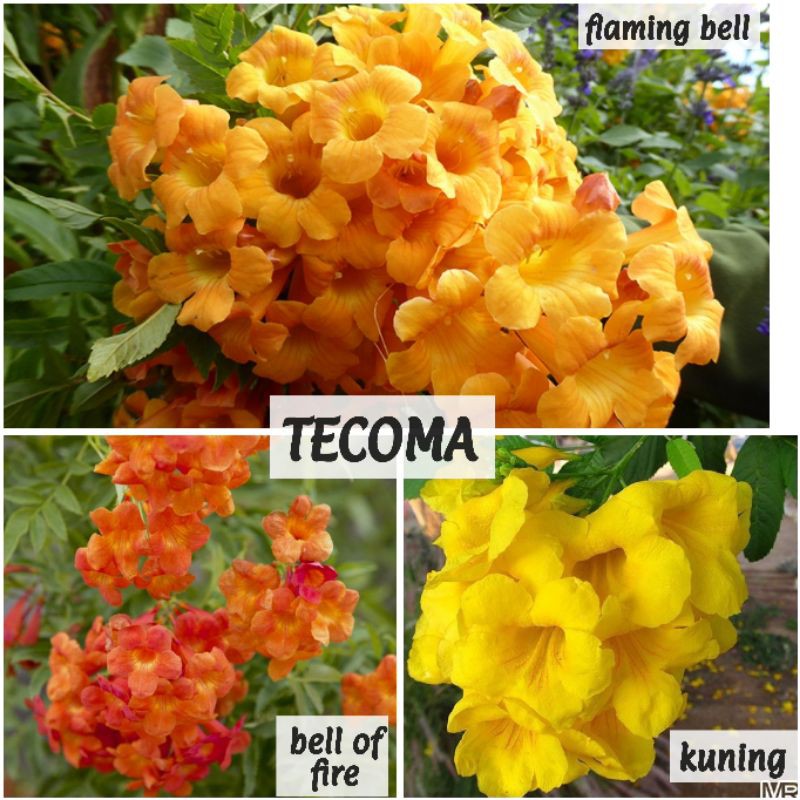 Pokok stans yellow bells flaming bells bell of fire starky