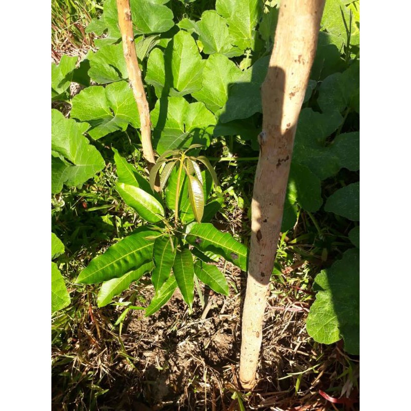 Deliver - Baja Subur Organik 1kg  Shopee Malaysia