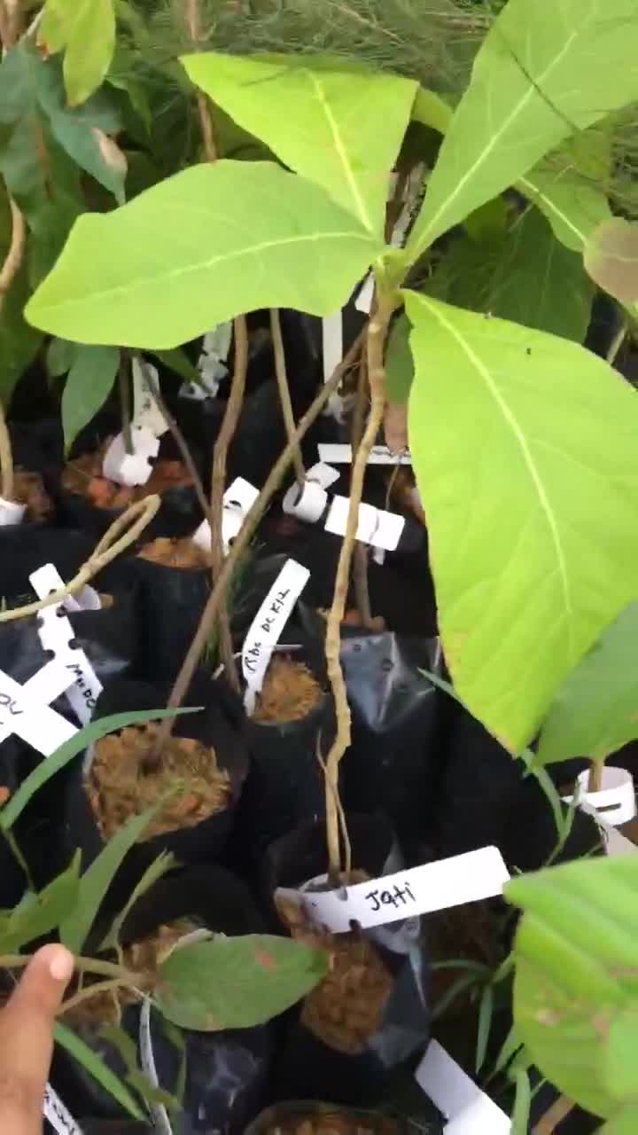 Anak pokok kayu jati Shopee Malaysia Anak pokok kayu jati Shopee Malaysia