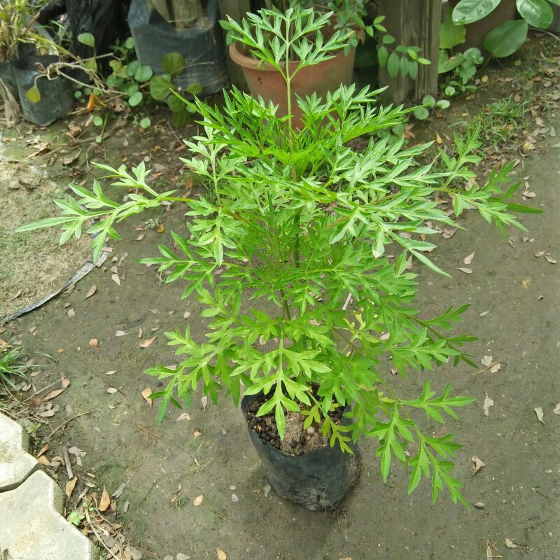 [ READY STOCK ] Real Live Pokok Ulam Raja / Cosmos Caudatus / Garden ...