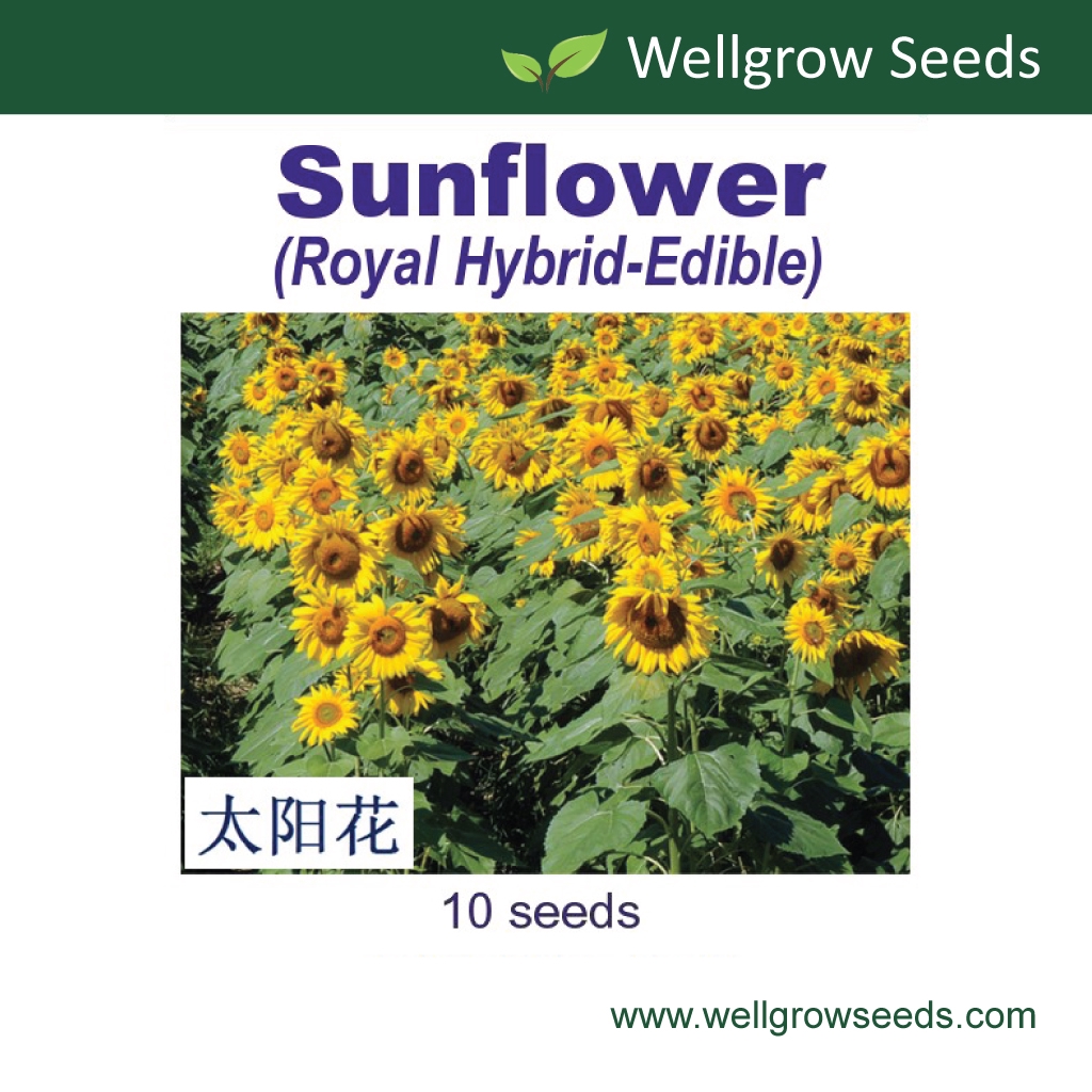 Flower Seeds: Sunflower Royal Hybrid 1121 (10 seeds ...