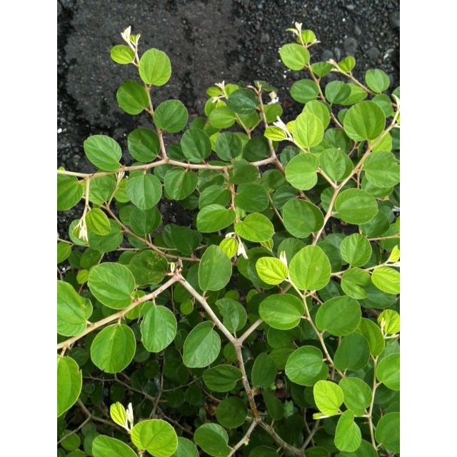 Daun bidara asli berduri segar petik dari ladang (15batang ...