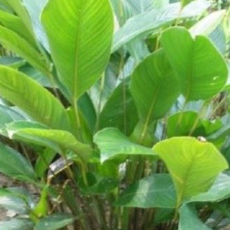 daun lirik daun pokok lirik daun pokok lerek Shopee daun lirik daun pokok lirik daun pokok lerek Shopee