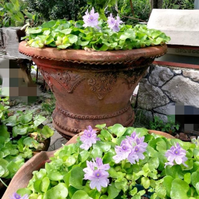 Water Hyacinth Plant Water Plant Pokok Keladi Air Bunga Lily Air Shopee Malaysia