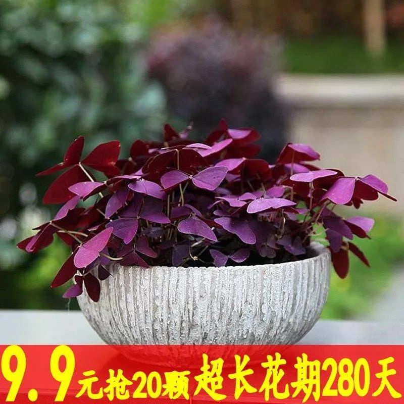 只发种子 介意勿拍 四季紫叶炸酱草紫花幸运草紫蝴蝶三叶草紫叶酢浆草种球室内庭院 Shopee Malaysia