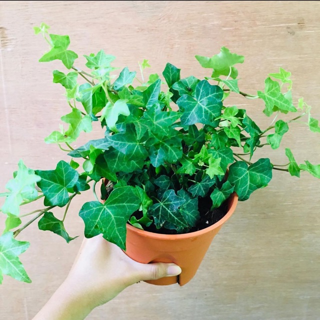English Ivy Plant / English Ivy Variegated Real plant