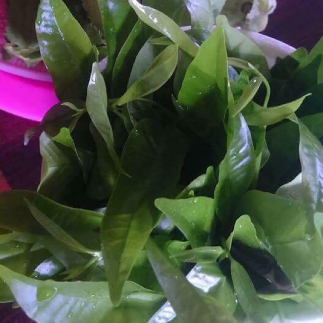 Part 2 Pokok Ulam Putat Bebuas Jenerih Beluntas Cha Om Kajiew Serai Kayu Wangi Salam Pucuk Manis Bayam Raja Mata Ayam