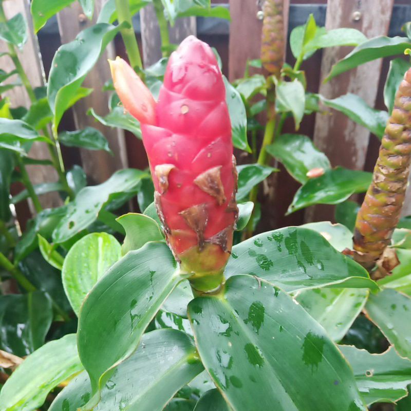 Red Button Ginger Costus Woodsonie Setawar Halia Merah Bunga Gincu