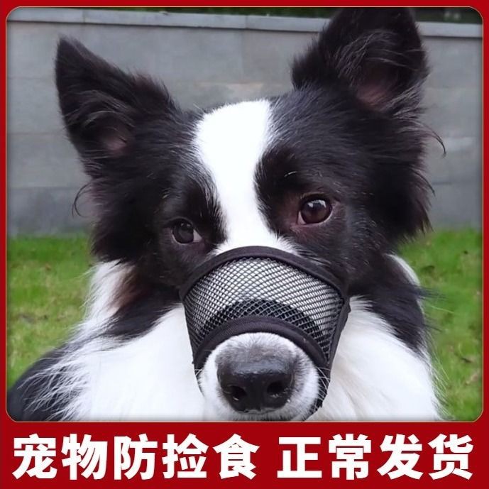 dog muzzle can drink water