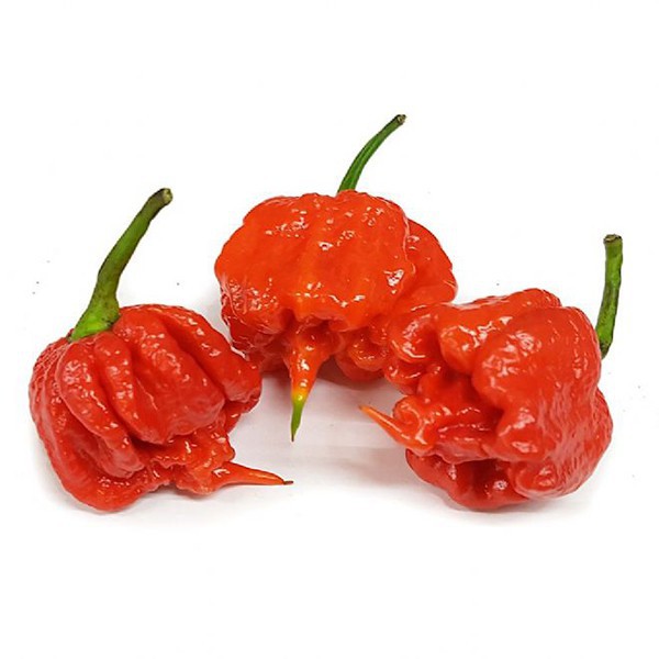 Buy Vege Seeds 50pcs Carolina Reaper Chilli Pepper 魔鬼辣椒 Seetracker Malaysia