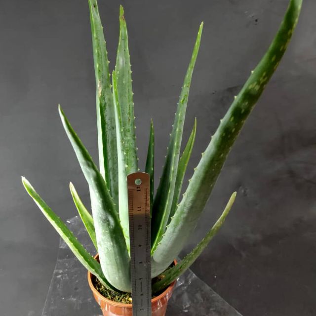 Pokok Lidah Buaya Aloe Vera Shopee Malaysia