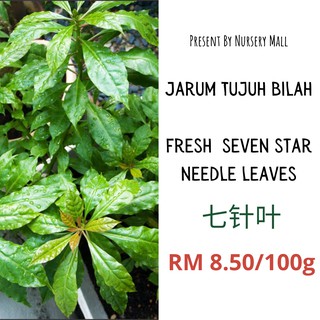 Buy Daun Jarum 7 Bilah Fresh Untuk Kanser Barah Chat Sim Chan Tujuh Bilah Pereskia Sacharosa Cancer Seetracker Malaysia