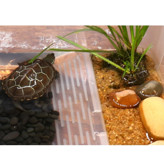 plastic tortoise house
