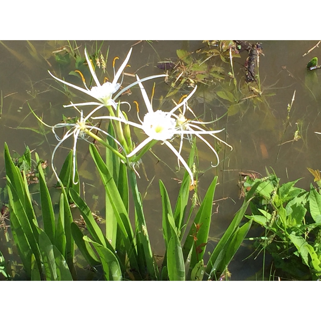 texas-spider-lily-hymenocallis-liriosme-real-live-outdoor-plant