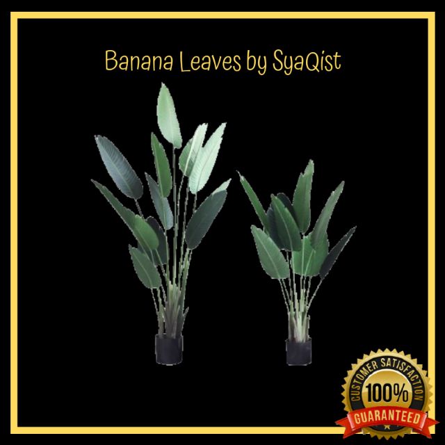 🔥READY STOCK🔥 SYAQIST PREMIUM HIGH QUALITY BANANA PLANT LEAF