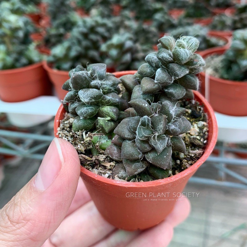 Gps Green Plant Society Live Succulent Anacampseros Tomentosa 花吹雪多肉 Shopee Malaysia