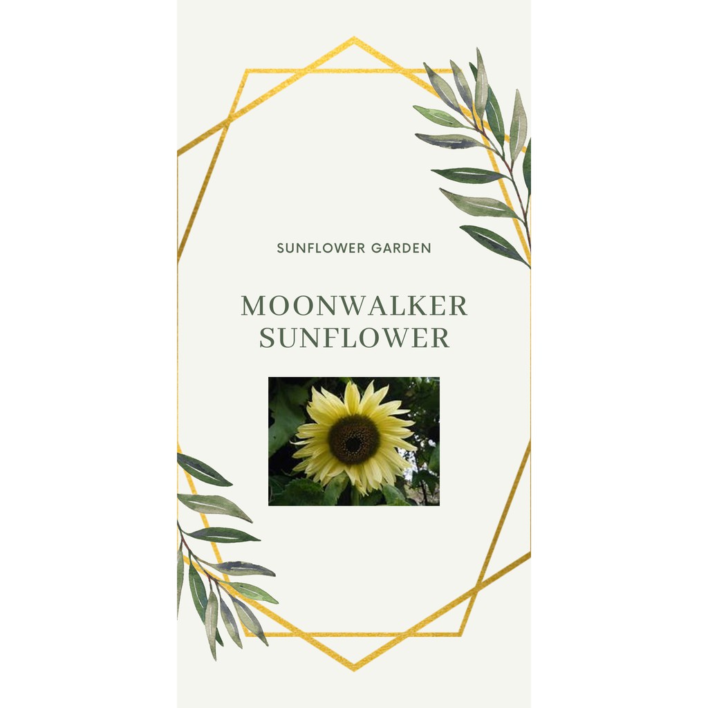 Moonwalker Sunflower (10 seeds) Shopee Malaysia