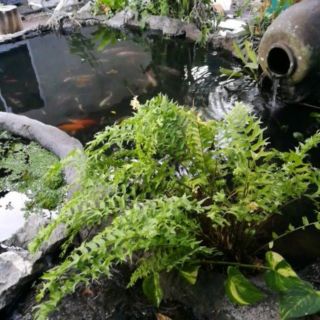 Pokok paku pakis gantung boston boston fern tanaman Pokok paku pakis gantung boston boston fern tanaman