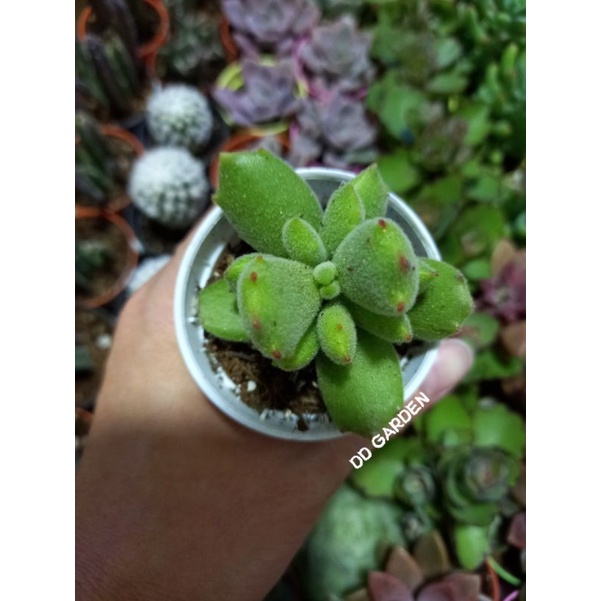 Ready Stock Cotyleden Ladismithiensis Konekonotume 猫之爪 猫爪 Succulents Plant 多肉植物