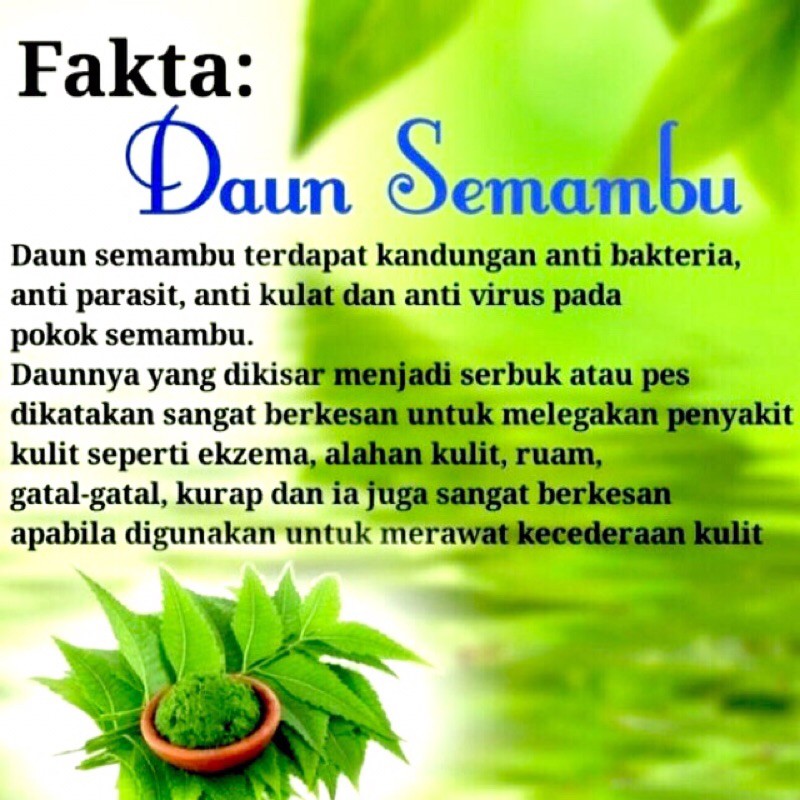 Pokok Semambu Di Putrajaya
