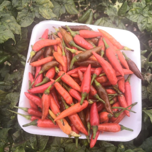 Hot Deal Cili Padi Jenis Besar