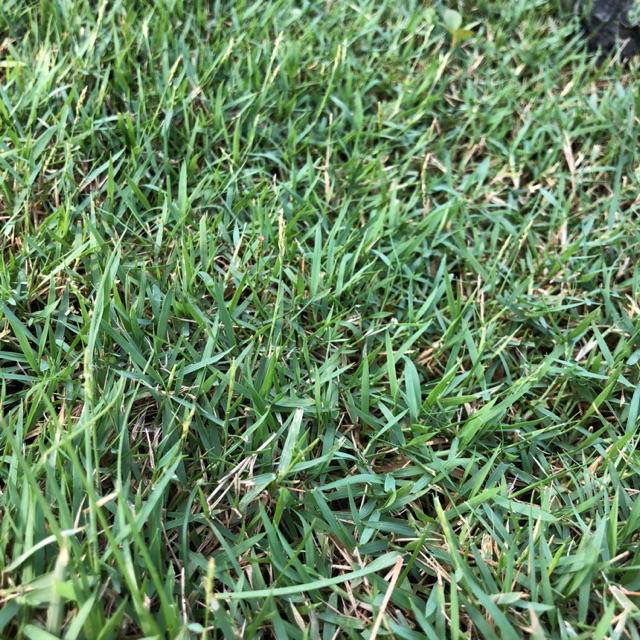 Real Live Grass Philippine Grass Japan Grass Pearl Grass Cow Grass 