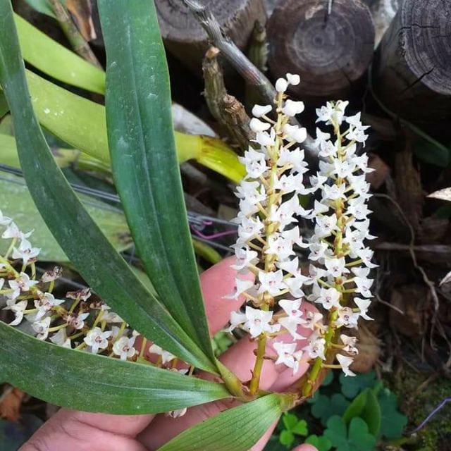 Eria Floribunda Orkid Hutan Shopee Malaysia