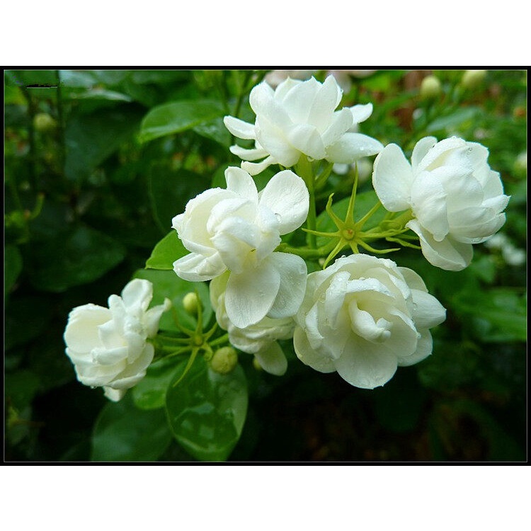 5pcs Jasmine Seeds Edible Jasmine Seedlings Flowers Can Make Tea