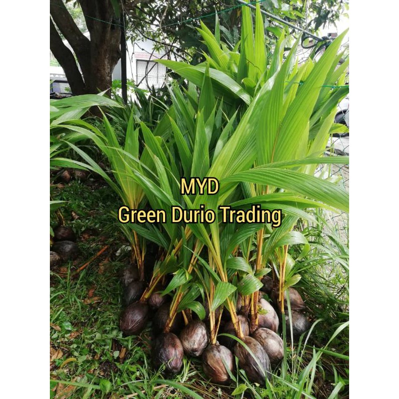  Anak pokok kelapa  Rendah Malayan Yellow Dwarf MYD 1 
