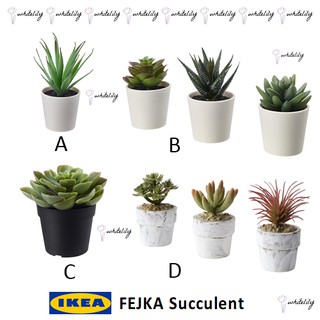 Succulent Nakupte Zde Rostlina V Kvetinaciseda Ikea