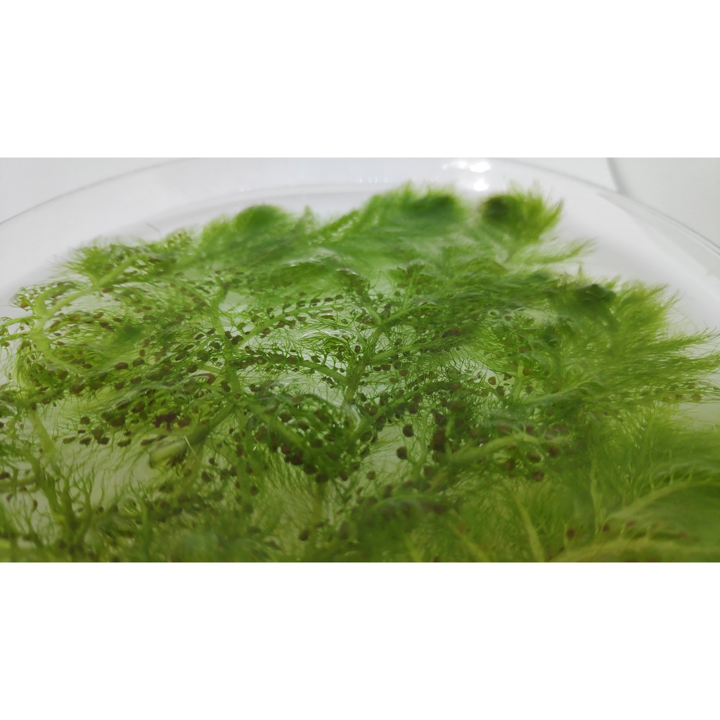 Utricularia Aurea  Rumpai Ekor Kucing  Rumpai Ekor Kuning 