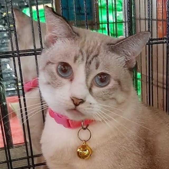 Masha Cat Food Johor, Online Shop Shopee Malaysia