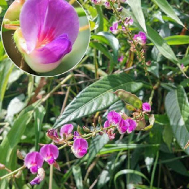 Pokok Puting Beliung @Daun Duduk,Desmodium triquetrum, dan dalam bahasa Inggris disebut three-flowered desmodium.