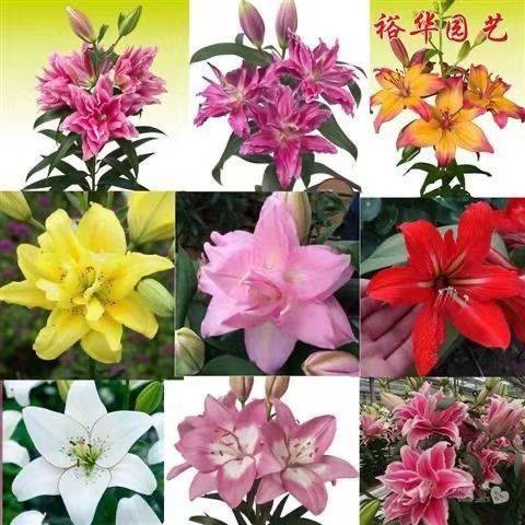 Seeds 四季种植香水百合种球盆栽百合花种子水仙花绿植花卉 Shopee Malaysia