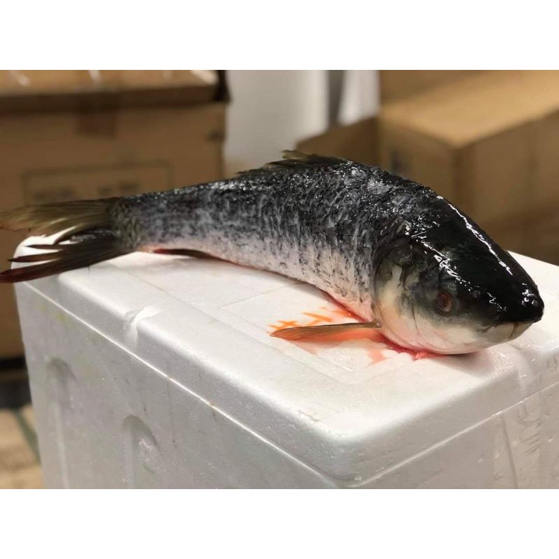 Wild Rohu Carp Freshwater Fish 罗湖鱼 1 2kg Ipoh Seafood Min 4 Frozen Items To Ship Out Shopee Malaysia