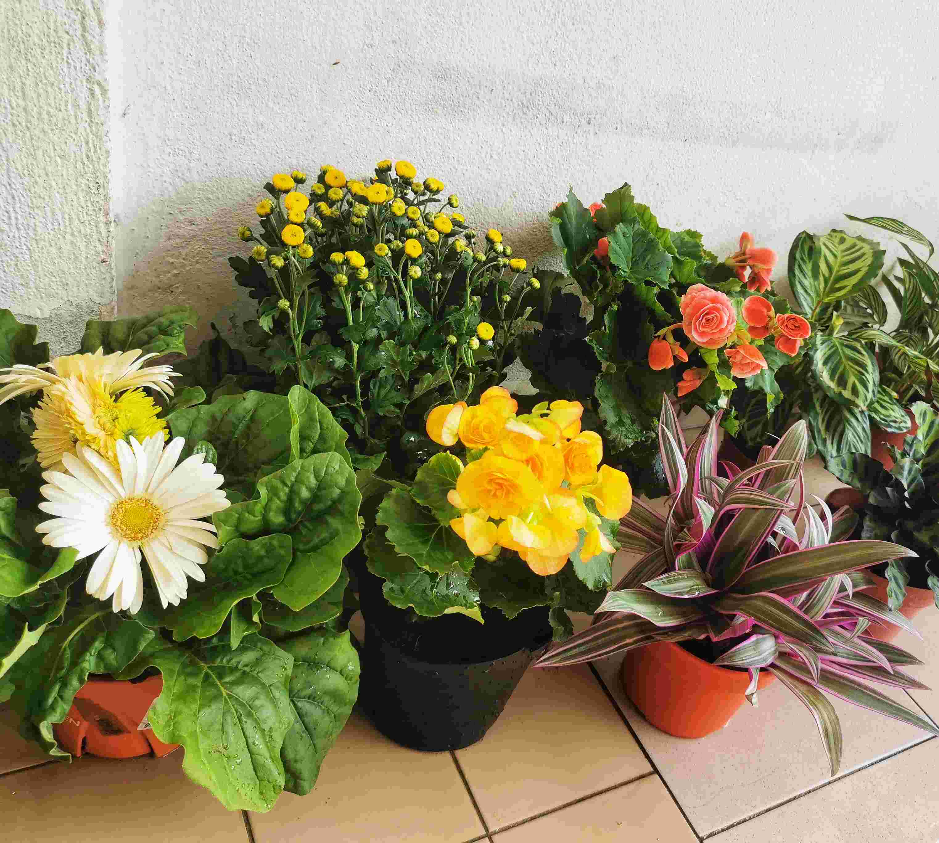 Anak Pokok Bunga  Kekwa Kuning Live Plants Chrysanthemum 