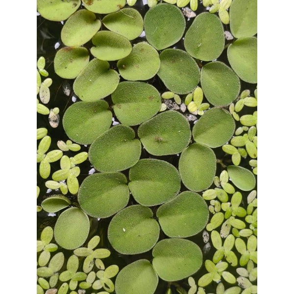 Mama Garden Aquarium Water Plant Duckweed Water Plant Kiambang