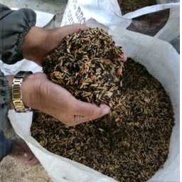 2L (200gm) Sekam Padi Bakar Kasar / Coarse Burnt Paddy Husk / 稻壳 / Media Tanaman