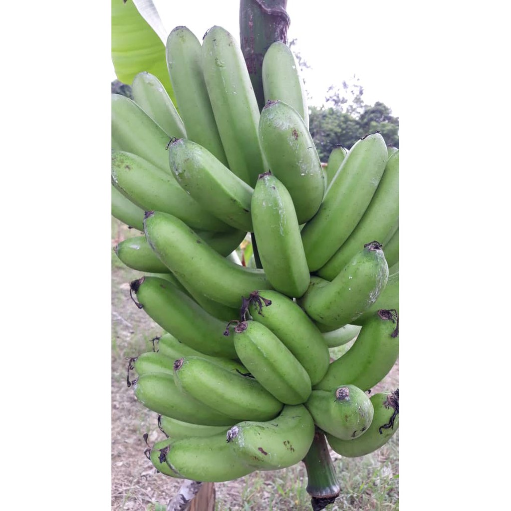 Buy Anak Pokok Pisang Berangan Anak Sulur Beli 5 Free1 Boleh Campur2 Seetracker Malaysia