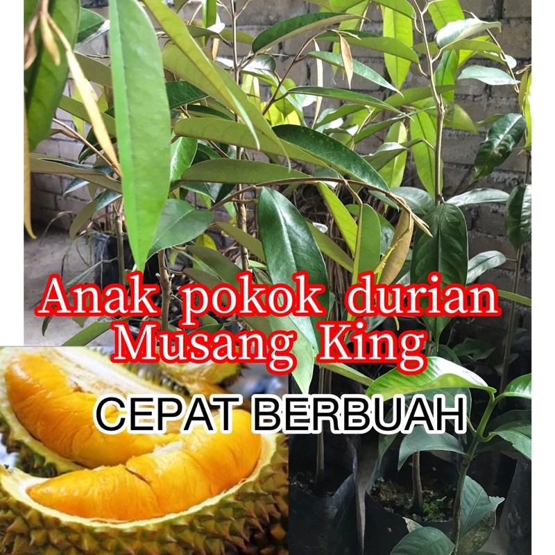 Buy Anak Pokok Durian Musang King Cepat Berbuah Seetracker Malaysia