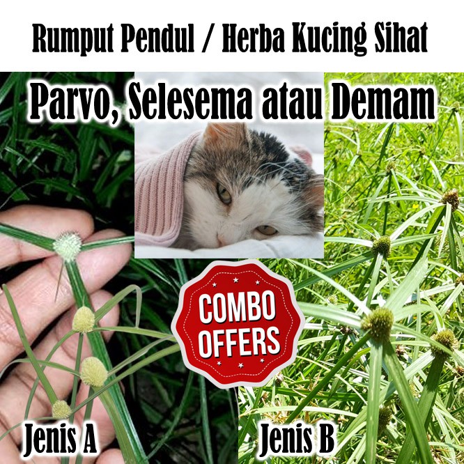 RUMPUT PENDUL  HERBA Kucing Sihat Parvo / Parvovirus Selesema 