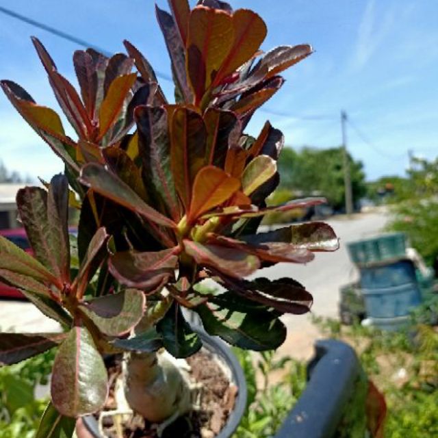 Pokok Bunga Adenium Bonsai Daun Merah Shopee Malaysia