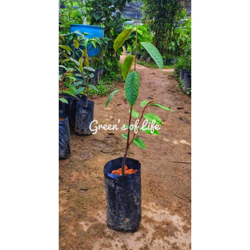 Anak Pokok Durian Musang King D197 (Kahwin)/ Durian Musang King Tree ...