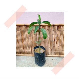 (GG real plant) anak pokok manggis masta ^ cepat berbuah hybrid premium ...