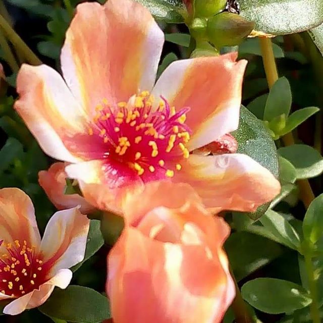 Bunga Ros Jepun Mix Warna Duna Bunga Kembang Pukul 10 Shopee Malaysia