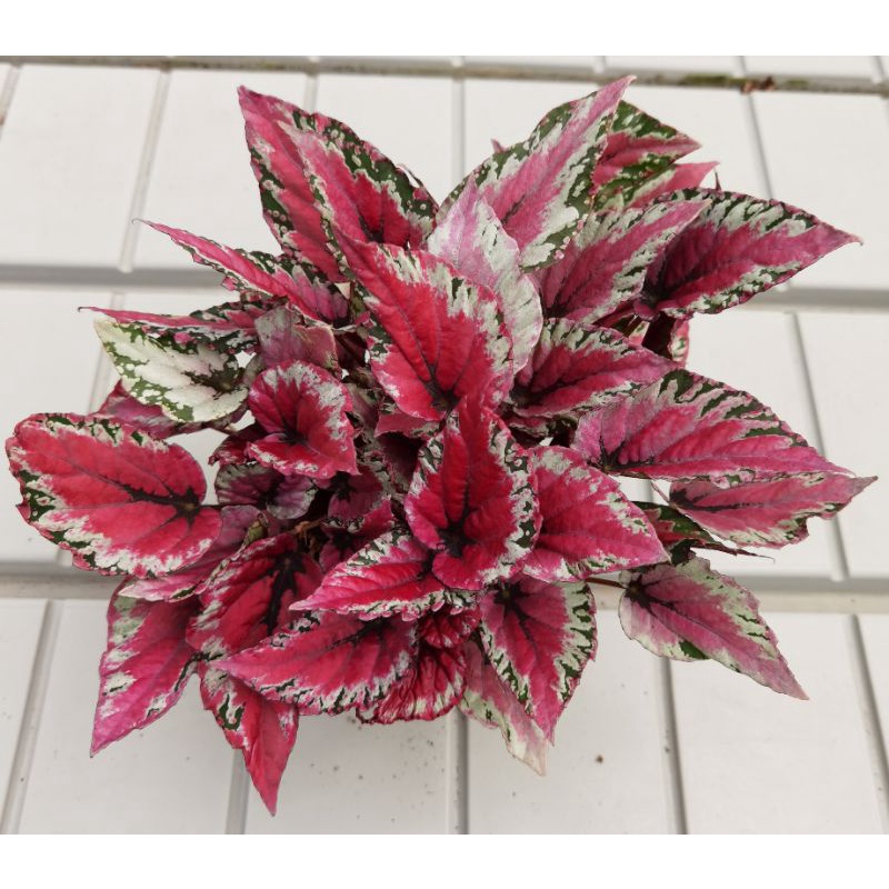 Buy Nms Begonia Rex Asam Batu 秋海棠 Type 1 Category 12cm Pot Size Seetracker Malaysia