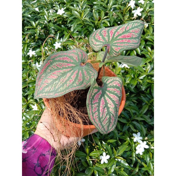 Keladi Daging Urat Hijau