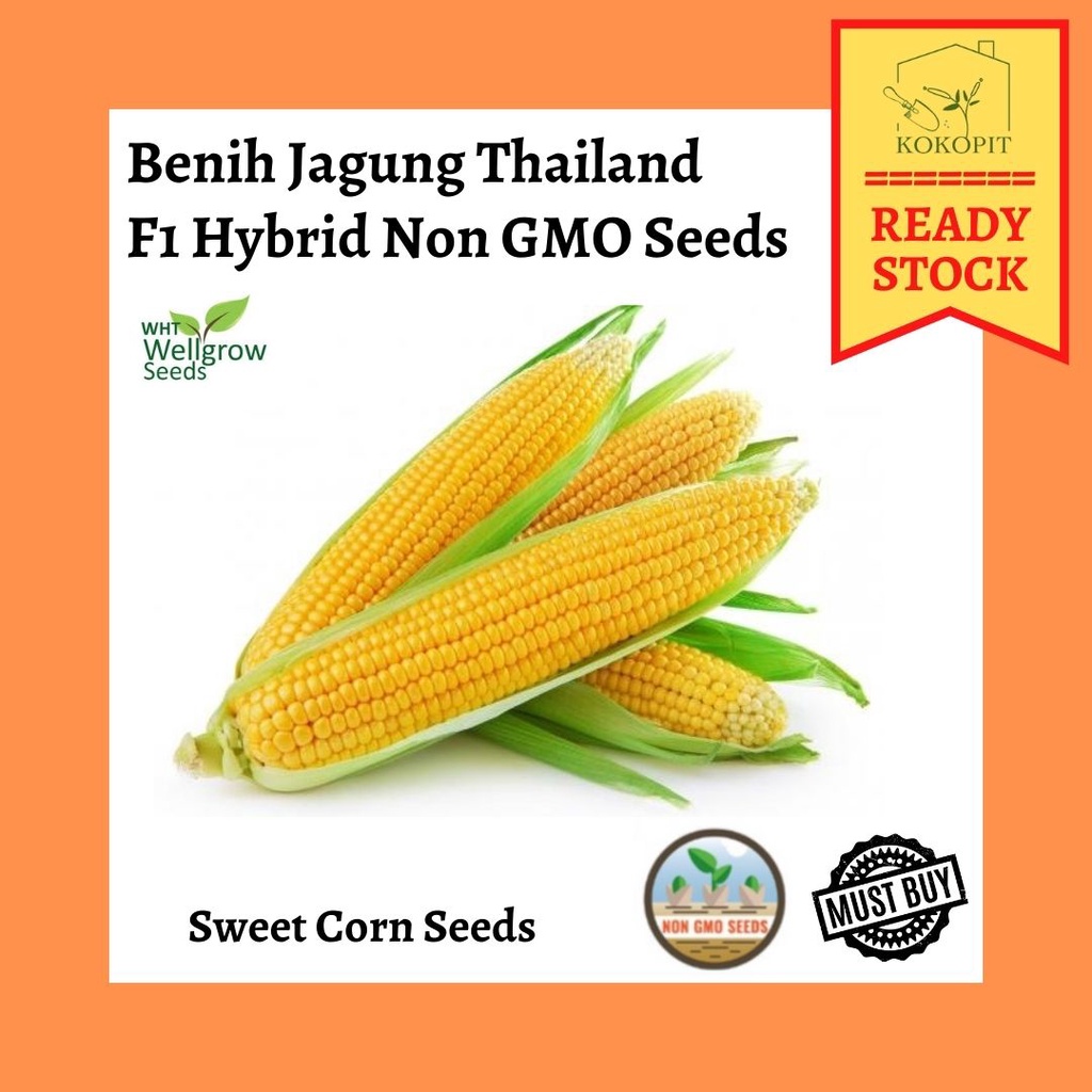 💥Buy Any 11 In RM8.88💥TOP SALES💥Thailand Sweet Corn Seeds 