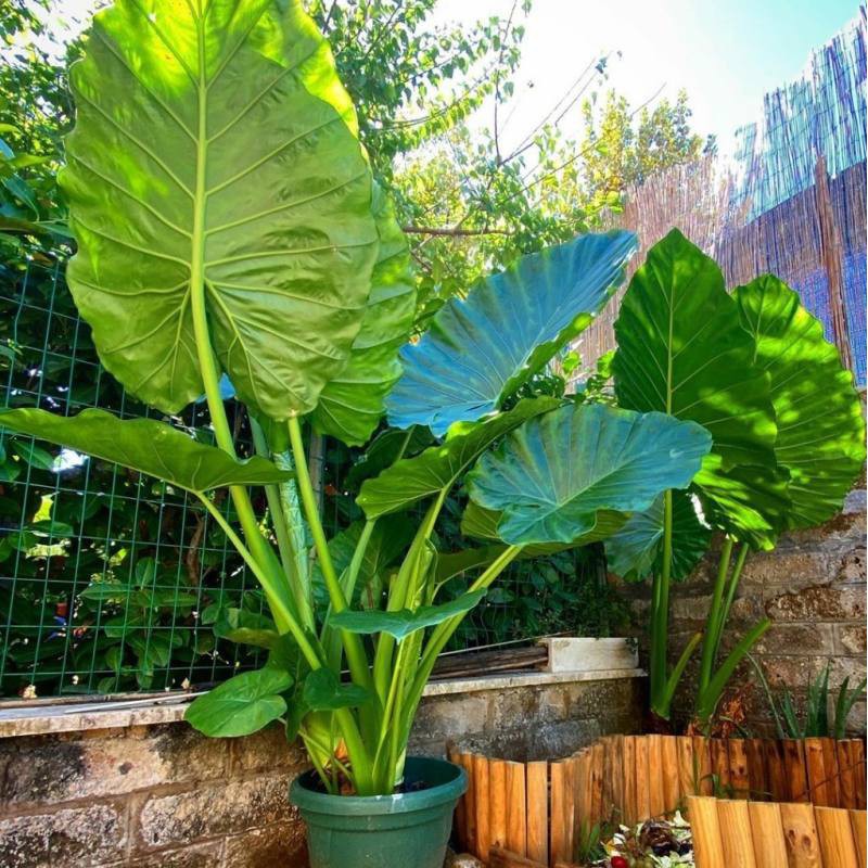Buy Anak Pokok Keladi Telinga Gajah Alocasia Elephant Ear Seetracker Malaysia
